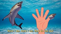 Finger Family Shark Family Nursery Rhyme | Animal Finger Family | Fish Finger Family for c