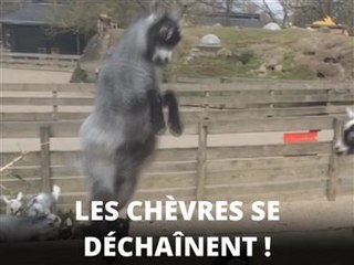 Instant meûgnon : le combat de biquettes