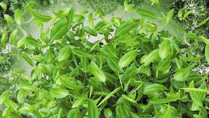 Мелисса Морель Млечный-путь(проект эдем)