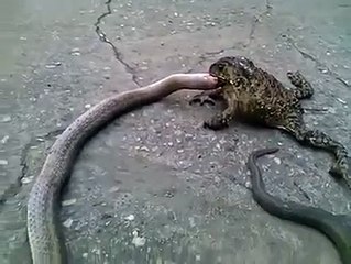 A FROG EATING A SNAKE