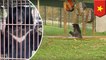 Tuffy the bear rescued from bile farm in Vietnam splashes around pool