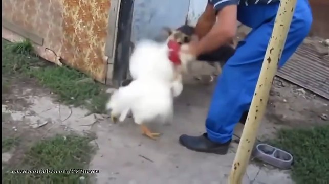 Бешеный петух против собаки