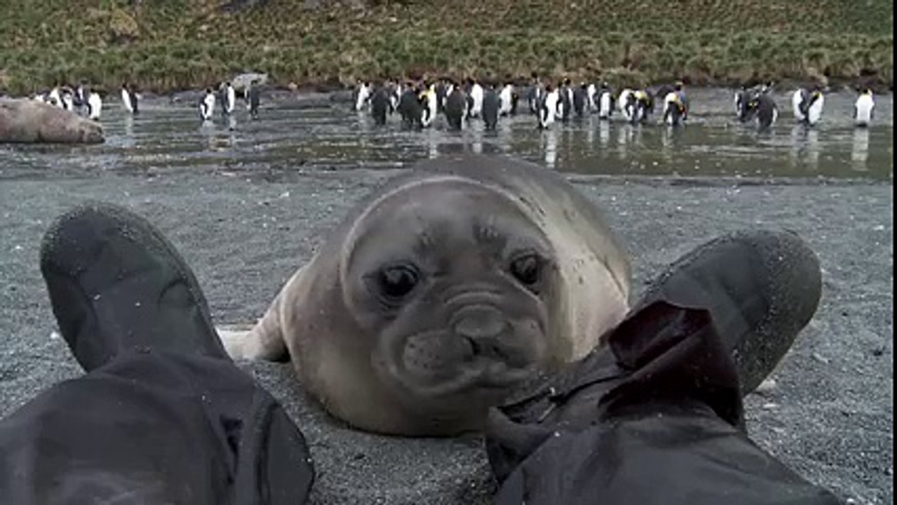 L Attaque La Plus Adorable Du Monde Un Bebe Phoque Veut Jouer Avec La Chaussure De Cet Homme Video Dailymotion
