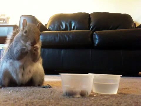 Белка заглянула в гости на обед