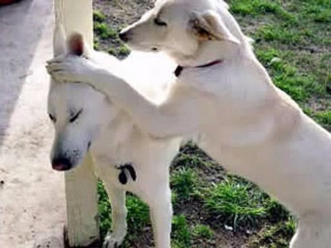 Белая овчарка