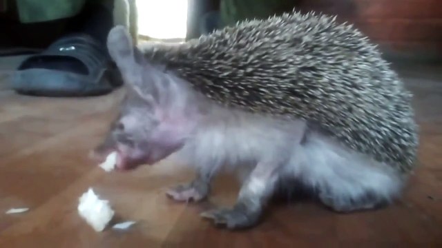 Голодный свиноежик