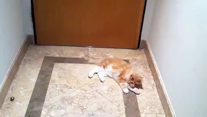 Рыжий котик играет в футбол