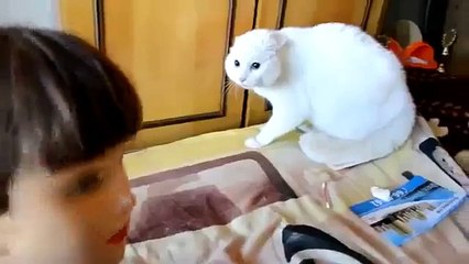 Как котик испугался