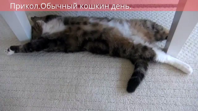 Как кошка провела свой необычный день