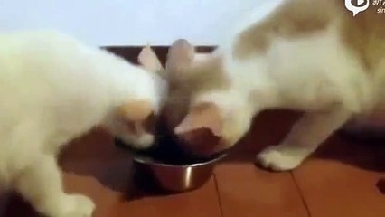 Как Кошки делятся едой друг с другом