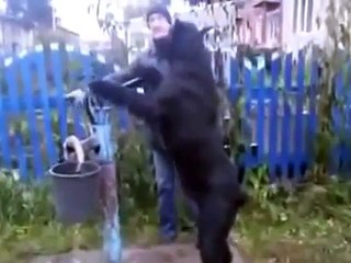 Как Пес пошел за водой