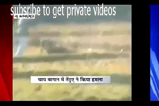 Как поймать леопарда, нападение большой кошки на людей