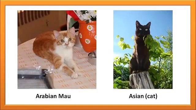 Какие породы котов бывают