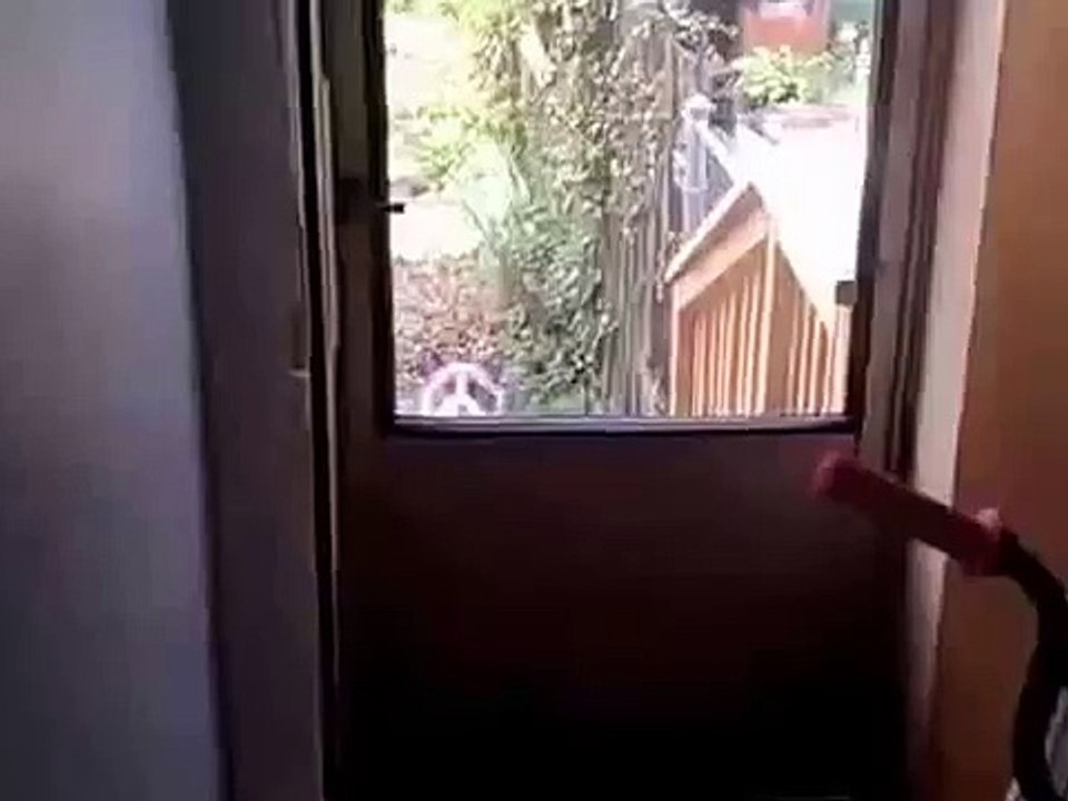 Кот просится домой