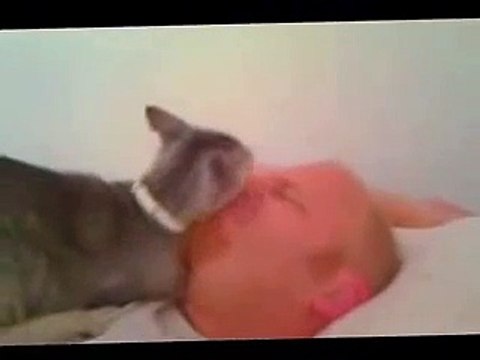 Котик ласково будит своего хозяина