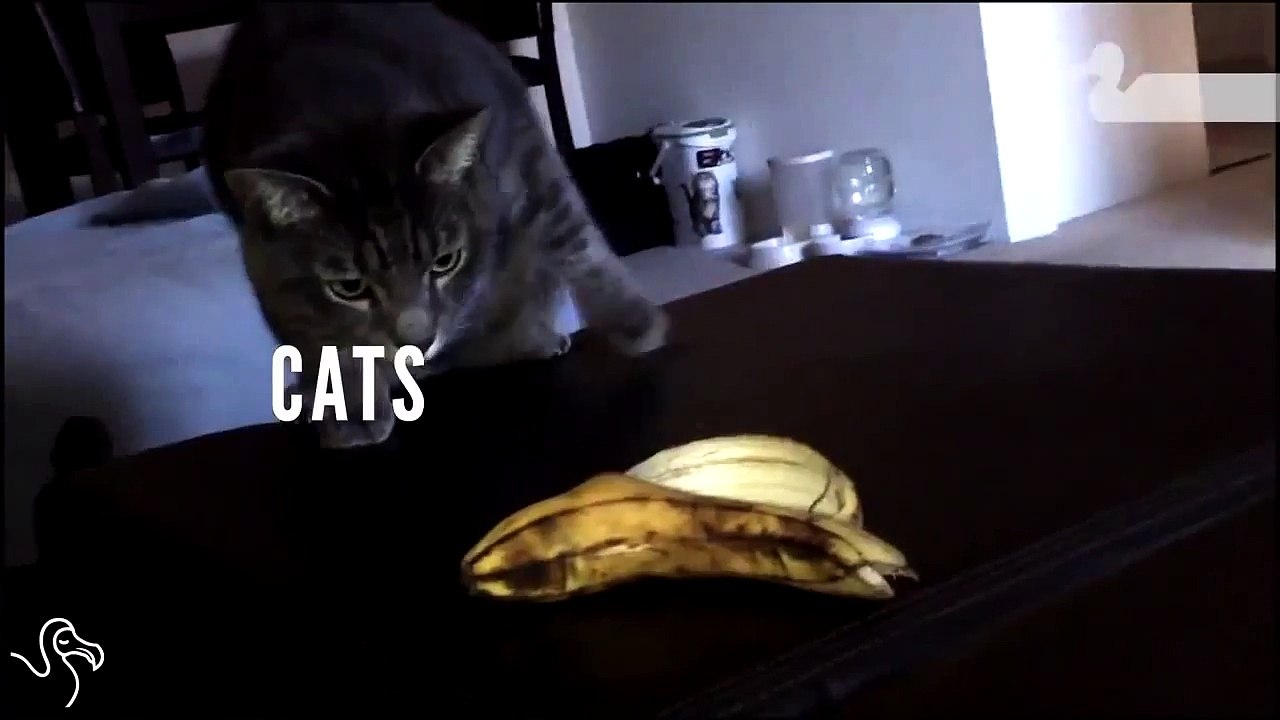 Коты и банан