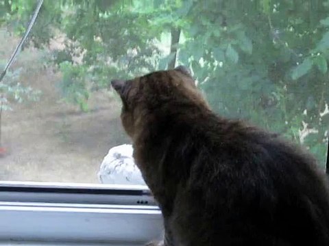 Кошка и голубь