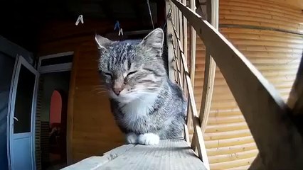 Кошки в Деревне