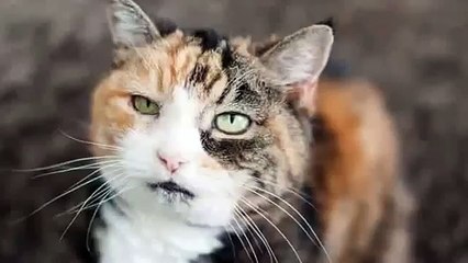 Красивая черепашковая кошка