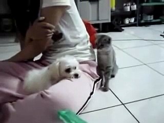 Кот подкрался и проверяет собаку! Ржач