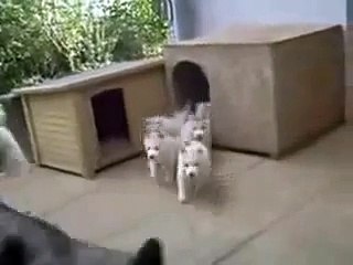 Куда мама туда и щенки