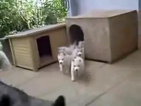 Куда мама туда и щенки