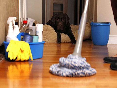 carpet cleaning service gold coast