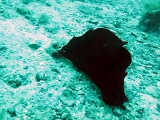 Scuba Diving Florida - 07 29 09 Dads Ledge