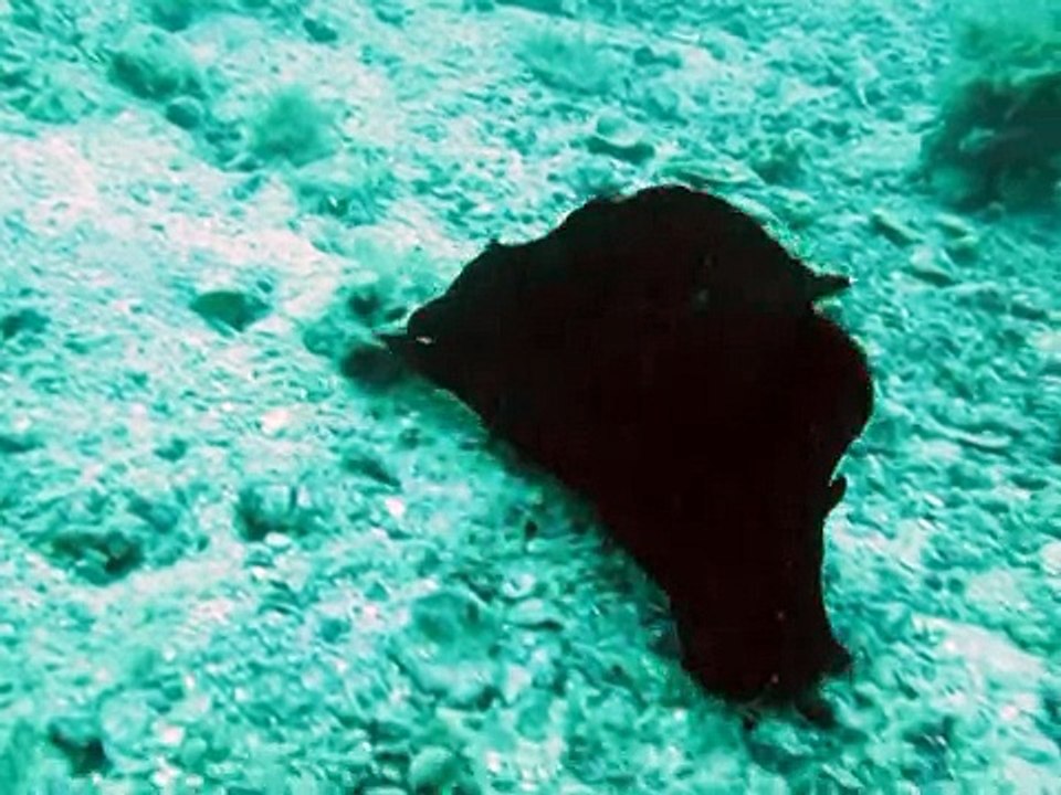 Scuba Diving Florida - 07 29 09 Dads Ledge