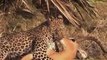 AMAZING Baboons Save Deer From Leopard - Hyena Help Deer, Bear Saves Crow (1)