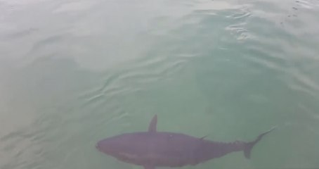 Un thon gobe une mouette puis la recrache, la séquence étonnante (vidéo)