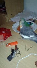 Loros - Ninfa y Agaporni Bañandose