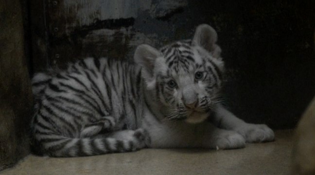 Naissance de bébés tigres blancs indiens au zoo de Liberec