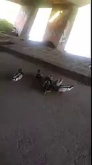 Il sauve un canard en train d'être attaqué par d'autres !
