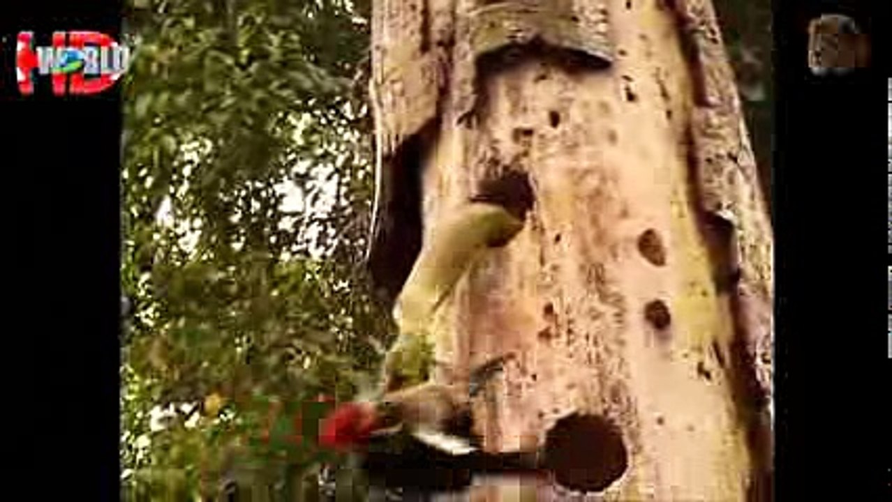 ANGRY BIRD Attacks Tiger, Snake, Lizard, Man - Amazing animal attack