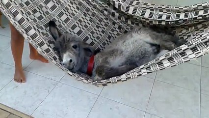 José Luis Colmenter: Burrito duerme en hamaca