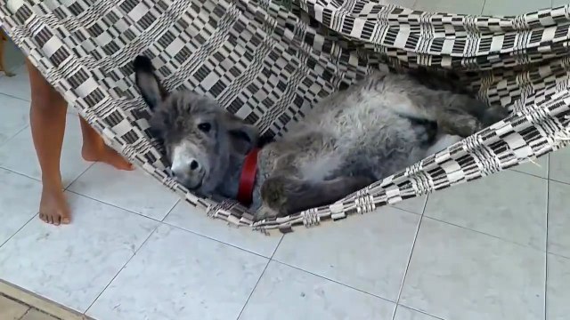 José Luis Colmenter: Burrito duerme en hamaca