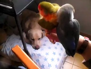 Perro labrador junto a agapornis. No te Lo pierdas!!