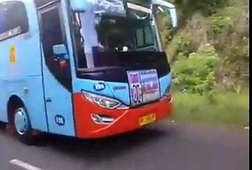 Perang Telolet Sesama Rosin (Rosalia Indah)