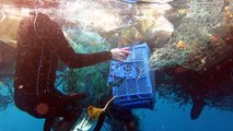 Diver rescues sea turtle entangled in a 'ghost' fishing net