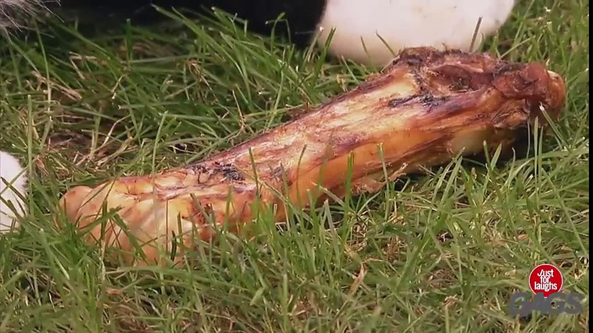 ⁣Stuffed Dog Attacks Real Dog