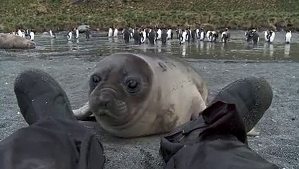 Un bébé phoque veut jouer avec la chaussure de cet homme