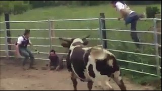 HOW BULL HITS THE MAN VERY BADLY