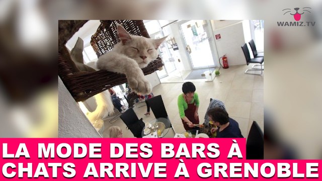 La mode des bars à chats arrive à Grenoble ! Plus d'infos dans la Minute Chat #201