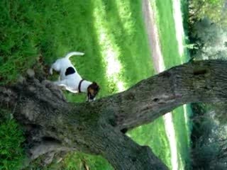 jack russel