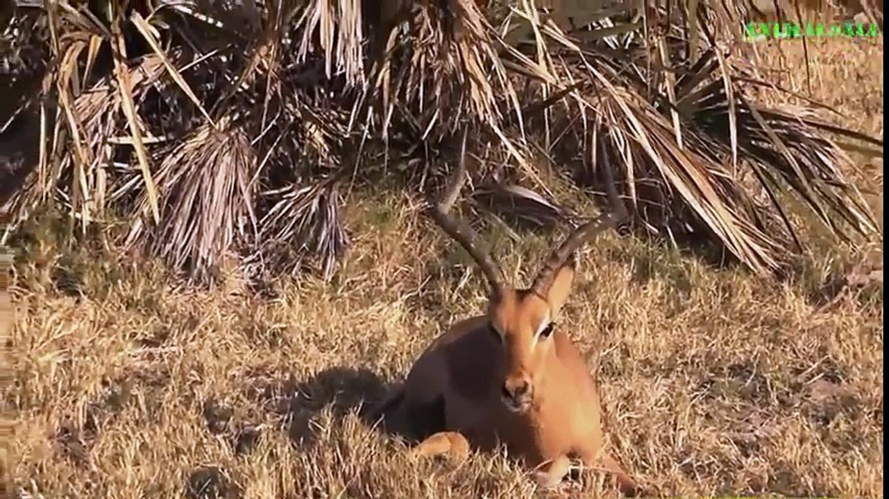 AMAZING Baboons Save Deer From Leopard - Hyena Help Deer, Bear Saves Crow