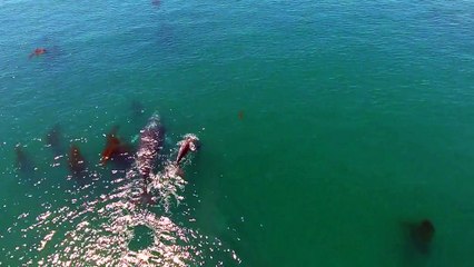 Incredible drone footage of migrating Whales at Paradise Cove, USA