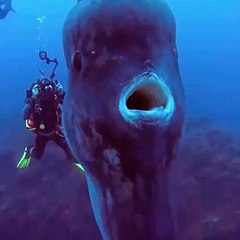 Un poisson-lune géant filmé par des plongeurs