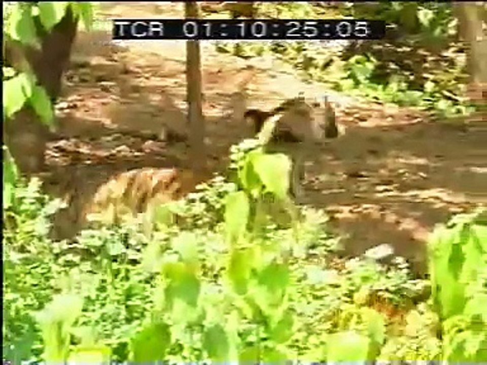 Tiger and Monkey Fight Funny Videos