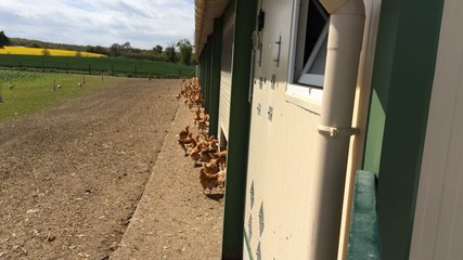Exercice de simulation d'un cas de grippe aviaire